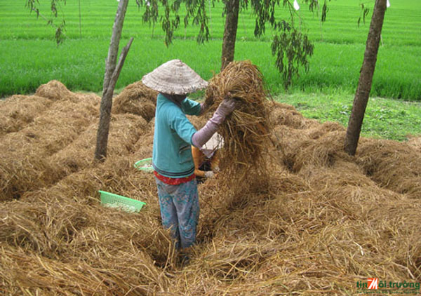 Quảng[-]Nam[-]chuyển[-]giao[-]công[-]nghệ[-]sản[-]xuất[-]phân[-]hữu[-]cơ[-]vi[-]sinh[-]cho[-]nông[-]dân[-]